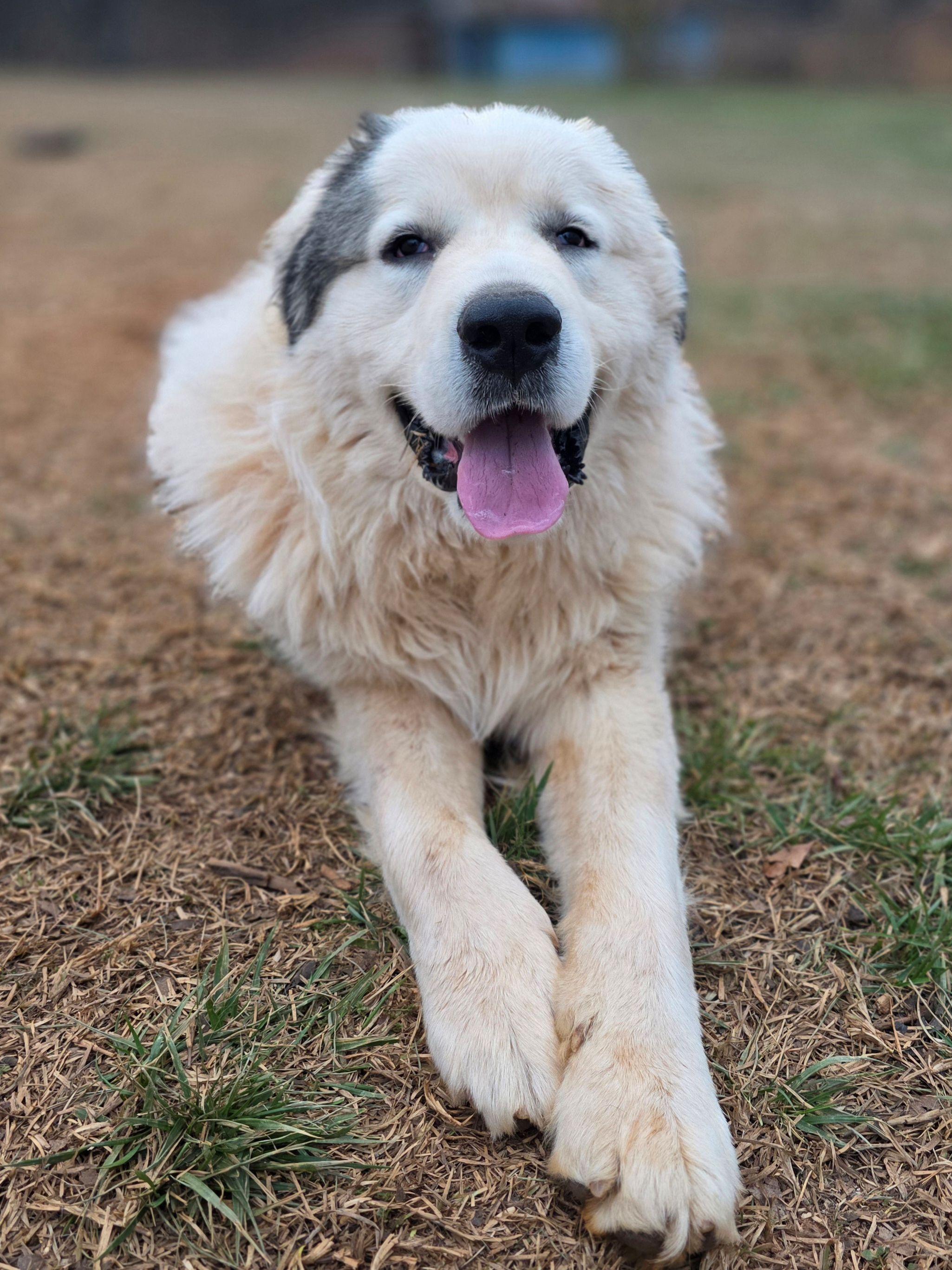 Enlarge Samson Stone, a ADOPTABLE Great Pyrenees in Atlanta, GA image 6/6