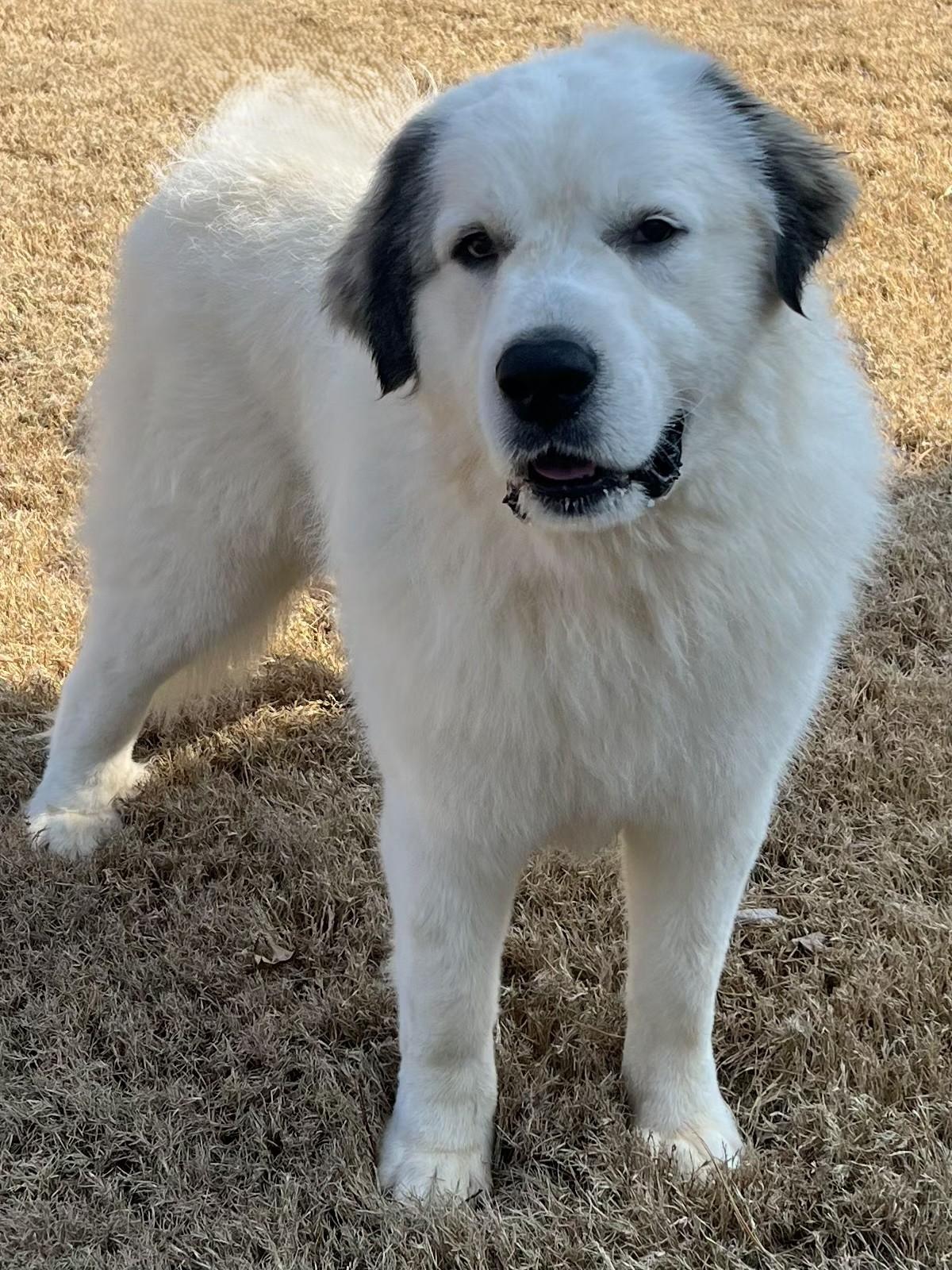Enlarge Samson Stone, a ADOPTABLE Great Pyrenees in Atlanta, GA image 2/6