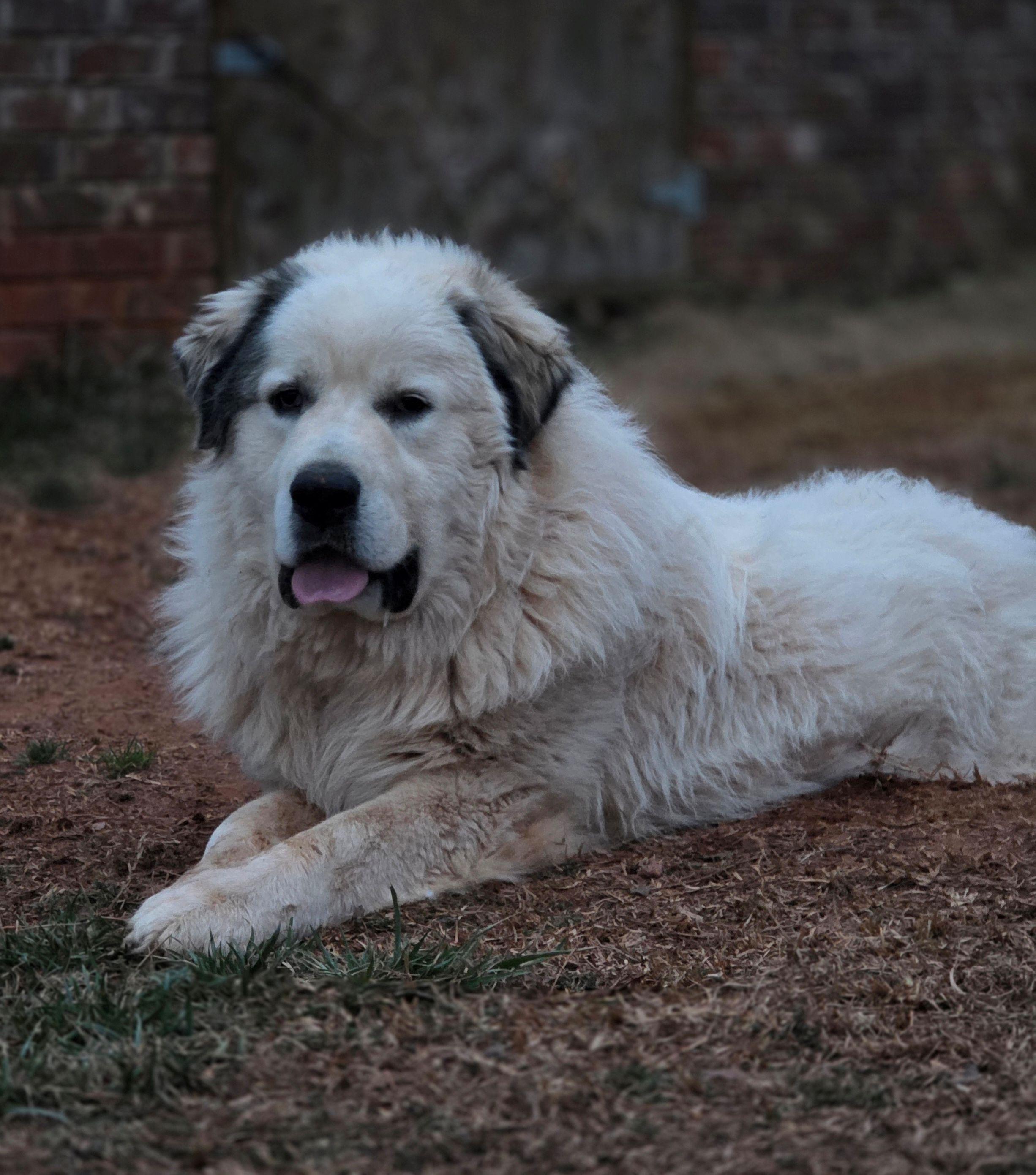 Samson Stone, ADOPTABLE, Adult Male Great Pyrenees.