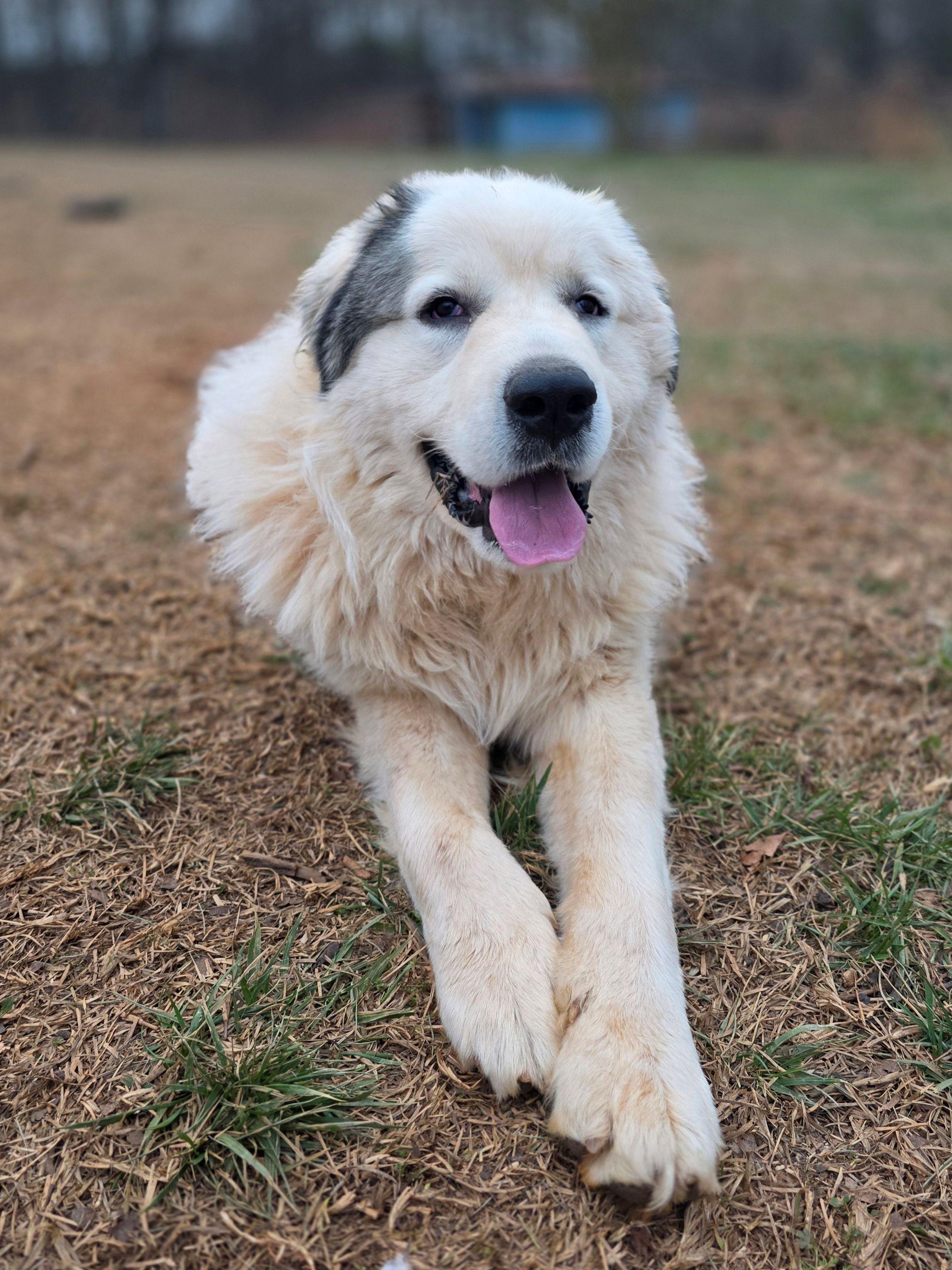 Enlarge Samson Stone, a ADOPTABLE Great Pyrenees in Atlanta, GA image 5/6