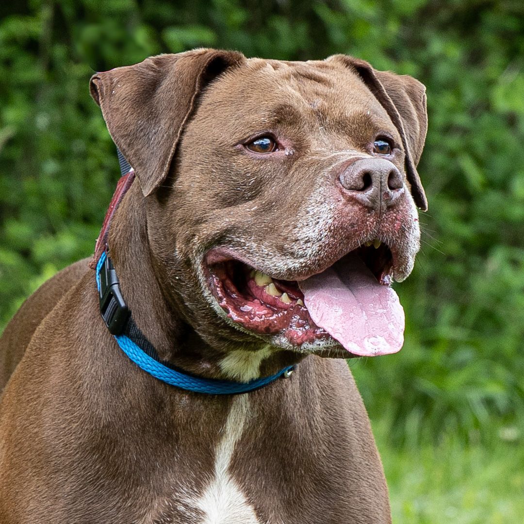 Rex, an adopted mixed breed in Stroudsburg, PA image 1/10