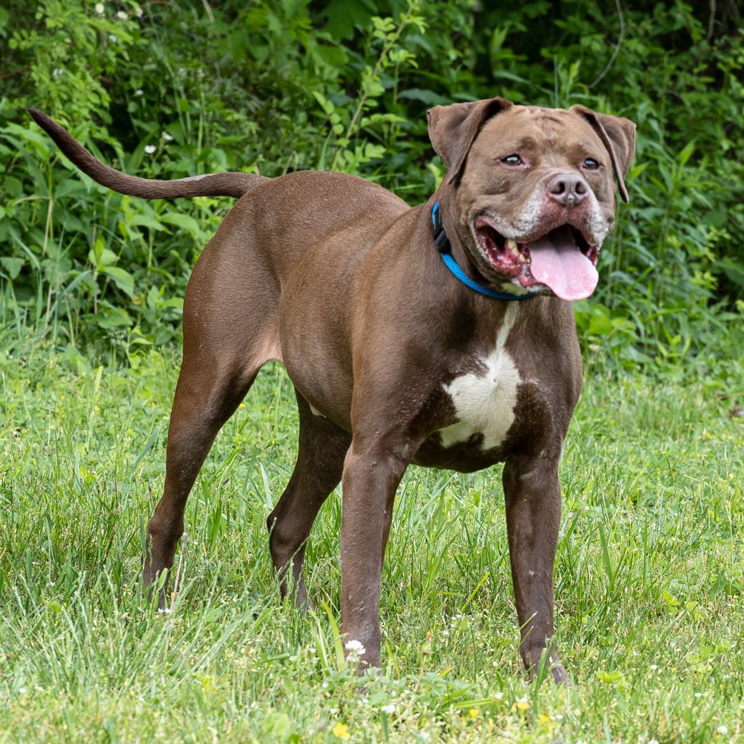 Rex, an adopted mixed breed in Stroudsburg, PA image 2/10