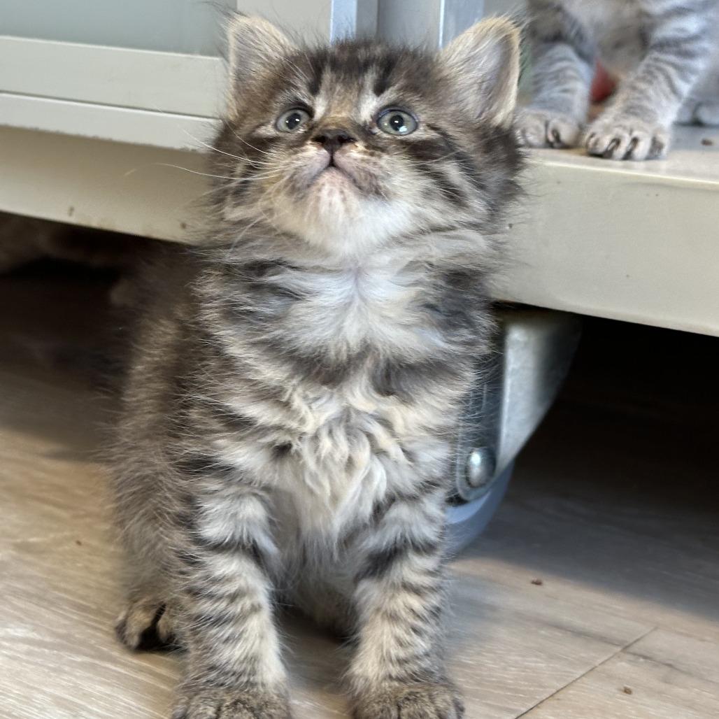 Mesa, Adoptable, Kitten Female Domestic Long Hair.