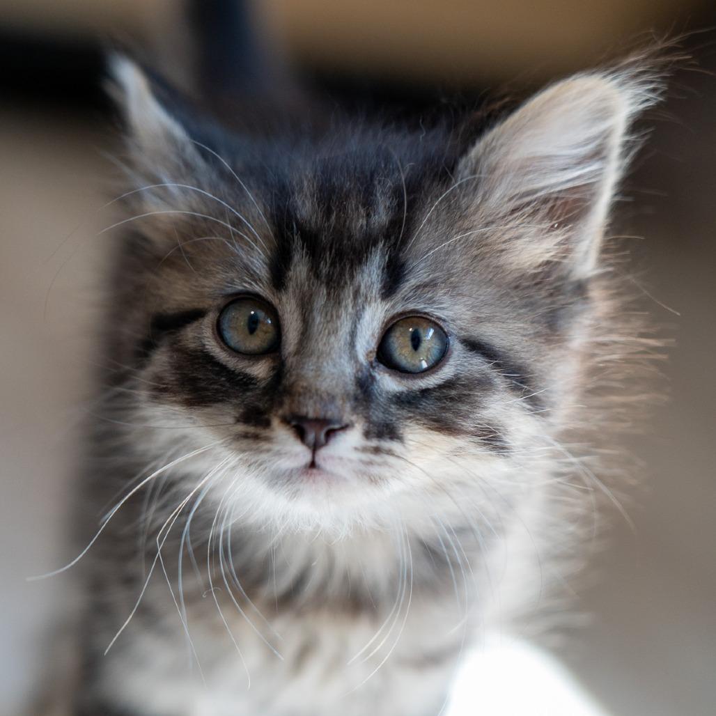 Mesa, a Adoptable Domestic Long Hair in Durango, CO image 3/6