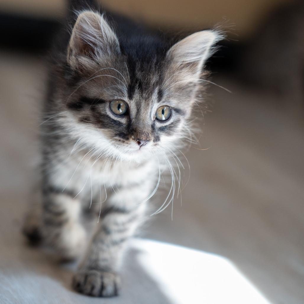 Mesa, a Adoptable Domestic Long Hair in Durango, CO image 4/6