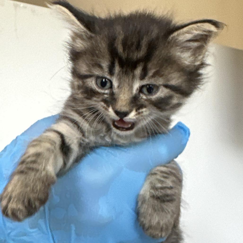 Mesa, a Adoptable Domestic Long Hair in Durango, CO image 5/6