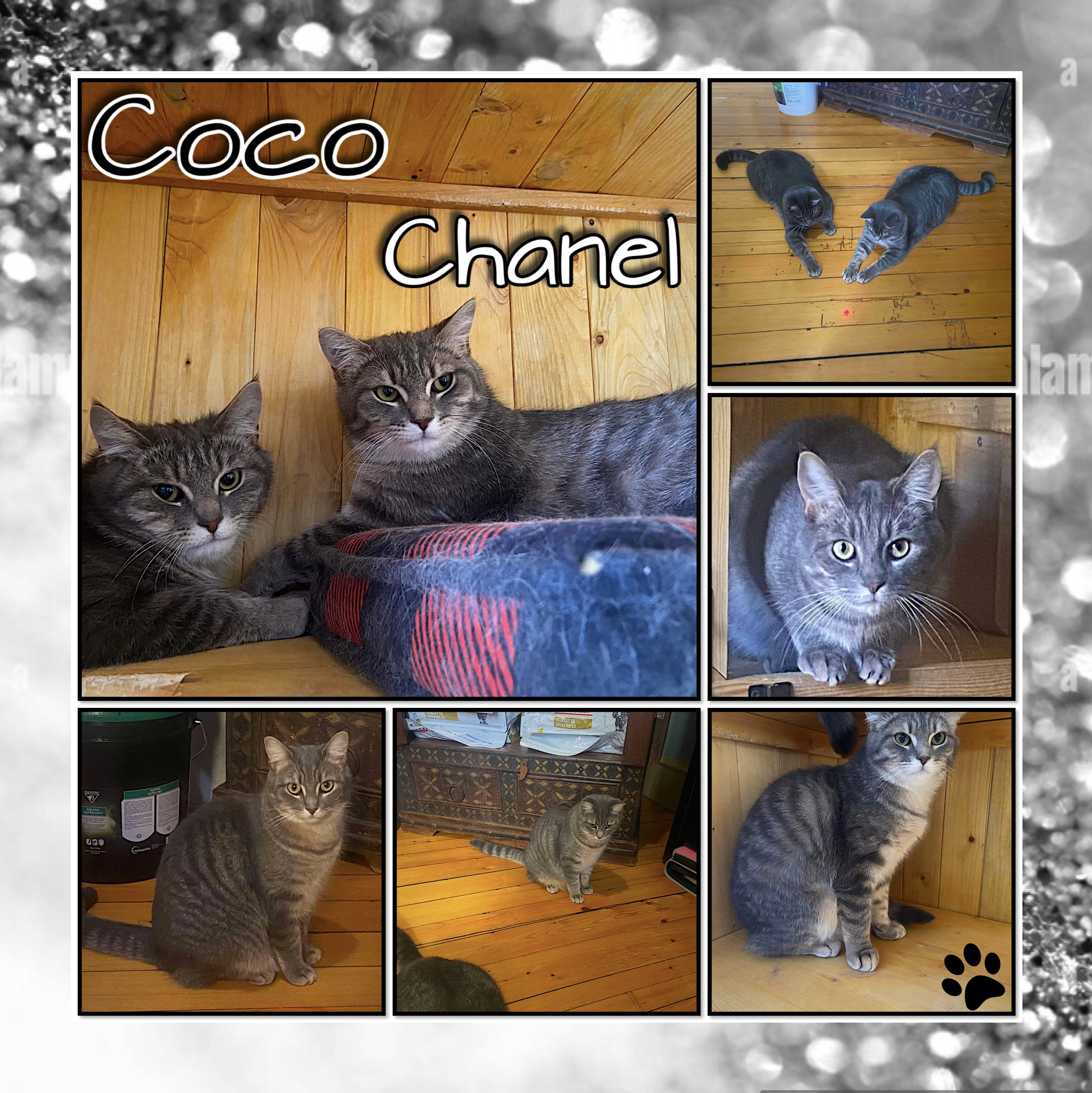 Enlarge Coco Chanel, an adopted Domestic Short Hair in Beloeil, QC image 1/1