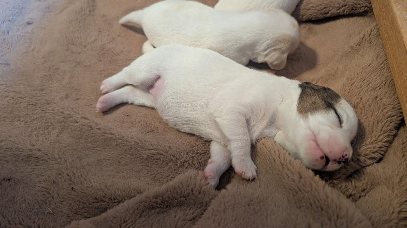 Astra, a Adopted mixed breed in Fort Worth, TX image 1/3