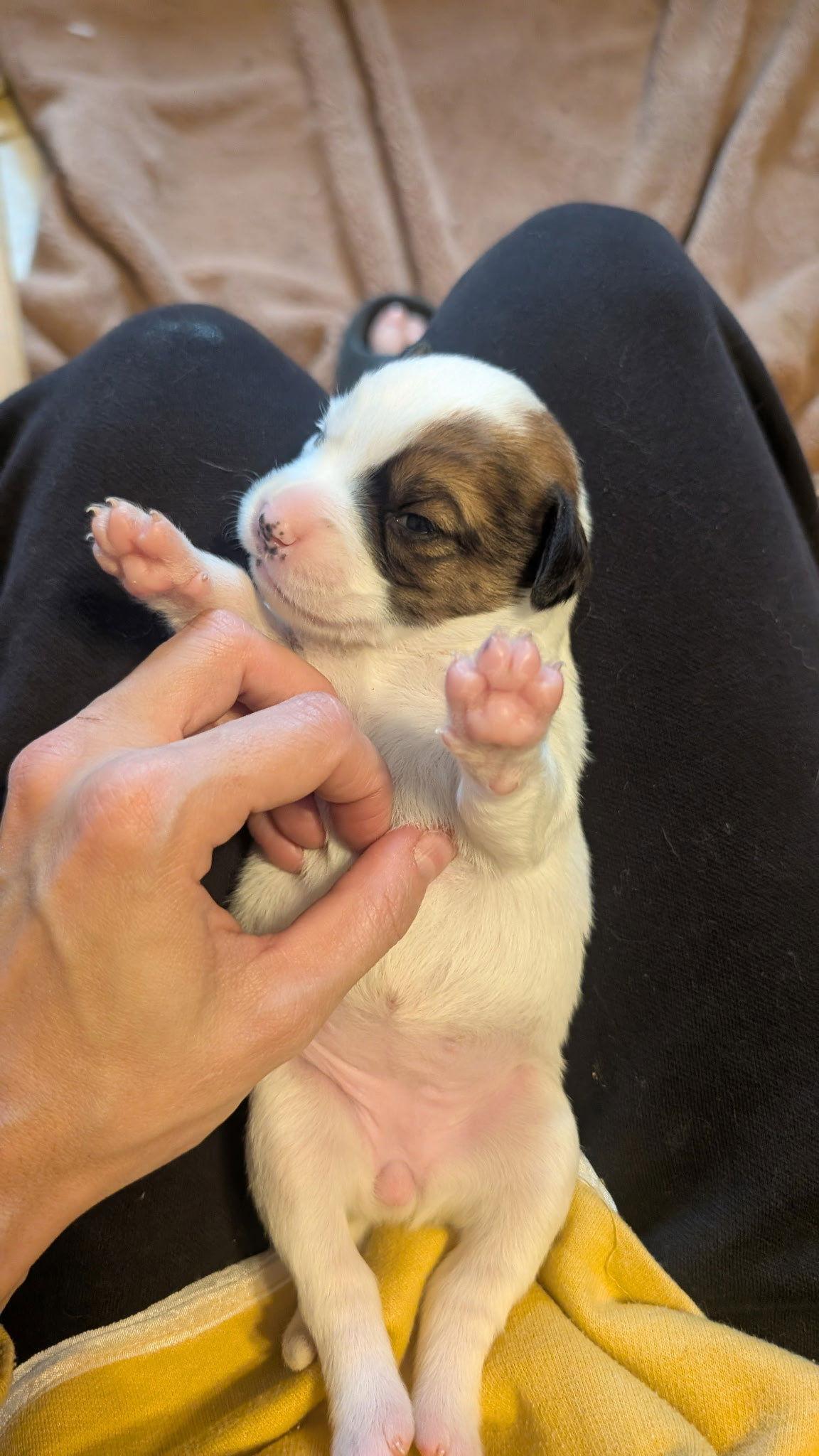 Astra, a Adopted mixed breed in Fort Worth, TX image 2/3