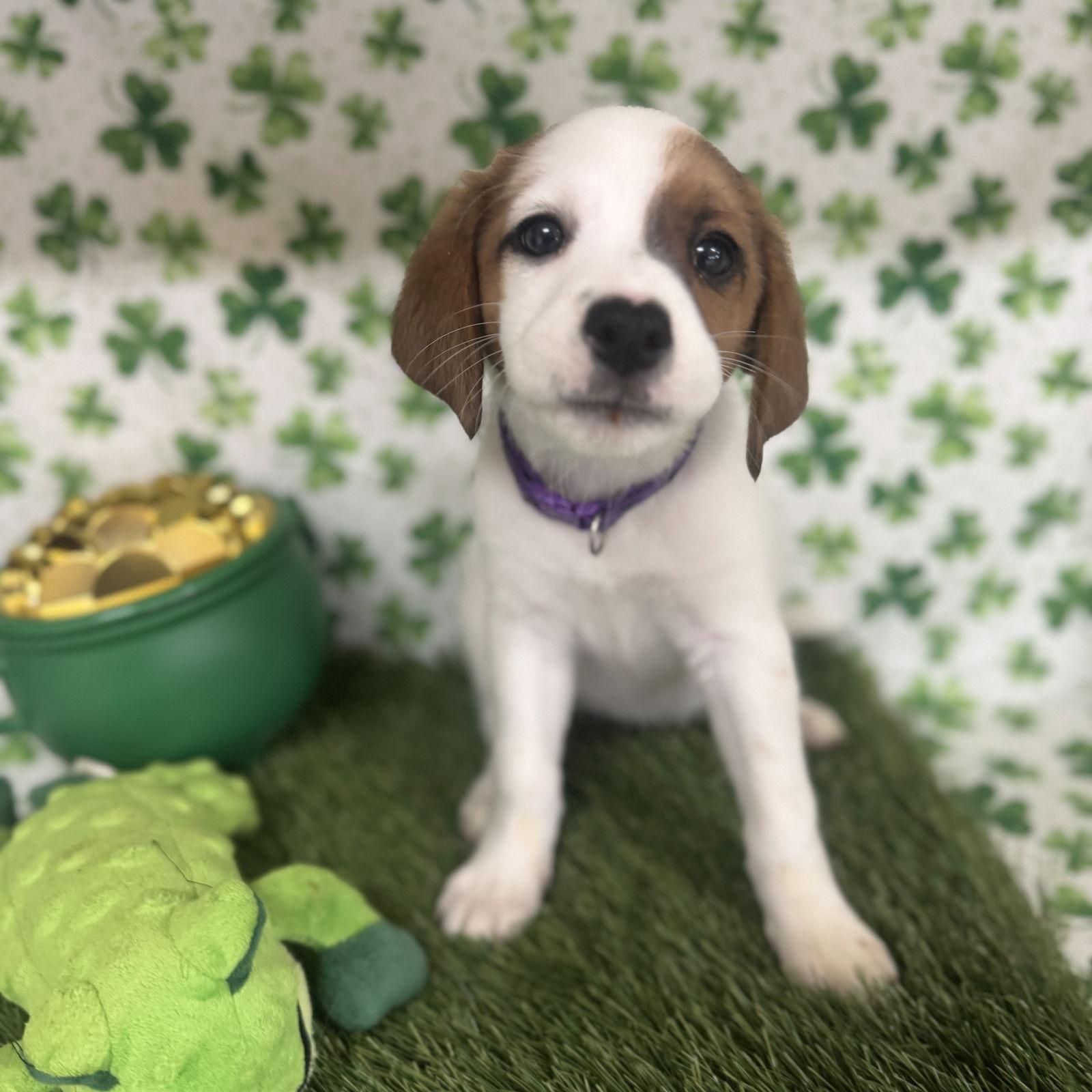 Astra, a Adopted mixed breed in Fort Worth, TX image 3/3