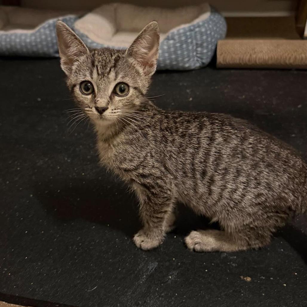 Enlarge Razzle Dazzle, a Adoptable Domestic Short Hair in Jarrettsville, MD image 2/6