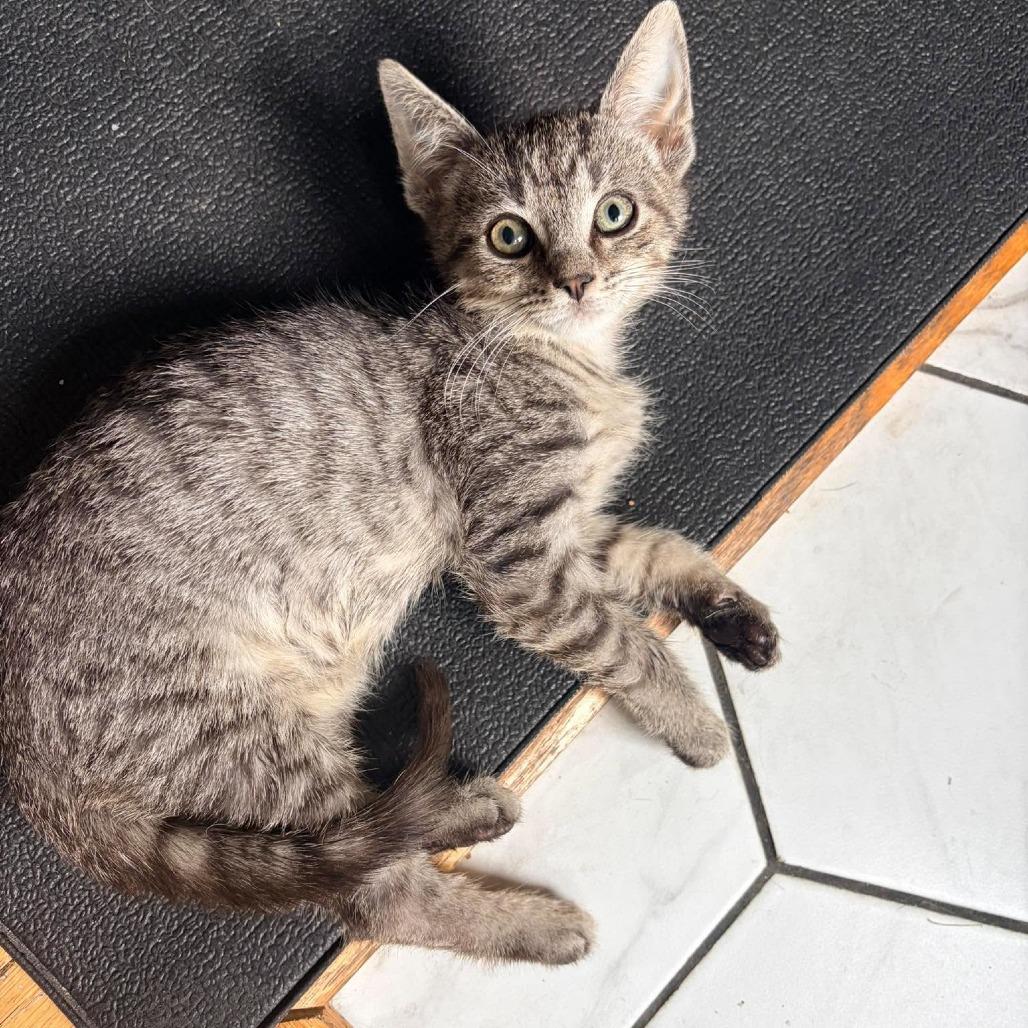 Enlarge Razzle Dazzle, a Adoptable Domestic Short Hair in Jarrettsville, MD image 4/6