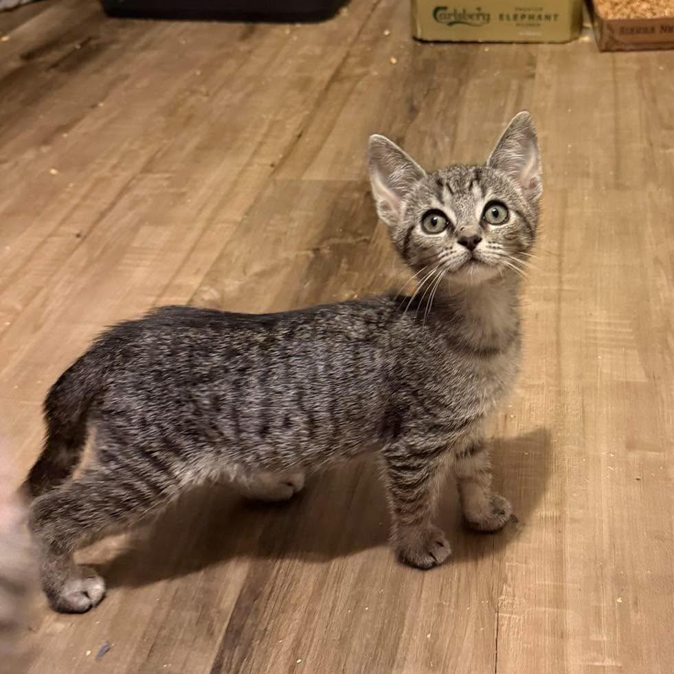 Enlarge Razzle Dazzle, a Adoptable Domestic Short Hair in Jarrettsville, MD image 5/6