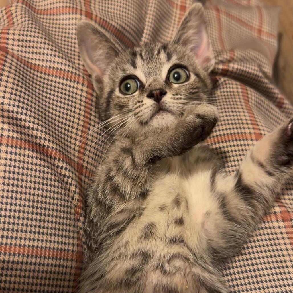 Enlarge Razzle Dazzle, a Adoptable Domestic Short Hair in Jarrettsville, MD image 6/6