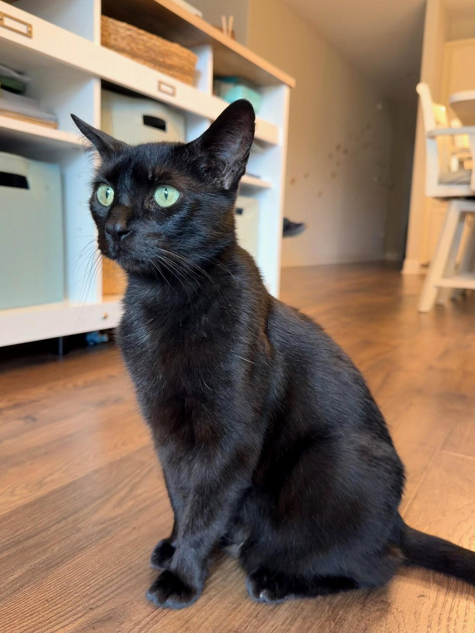 Dane 3.1.24 (From Our Home to Yours), Adoptable, Adult Male Domestic Short Hair.