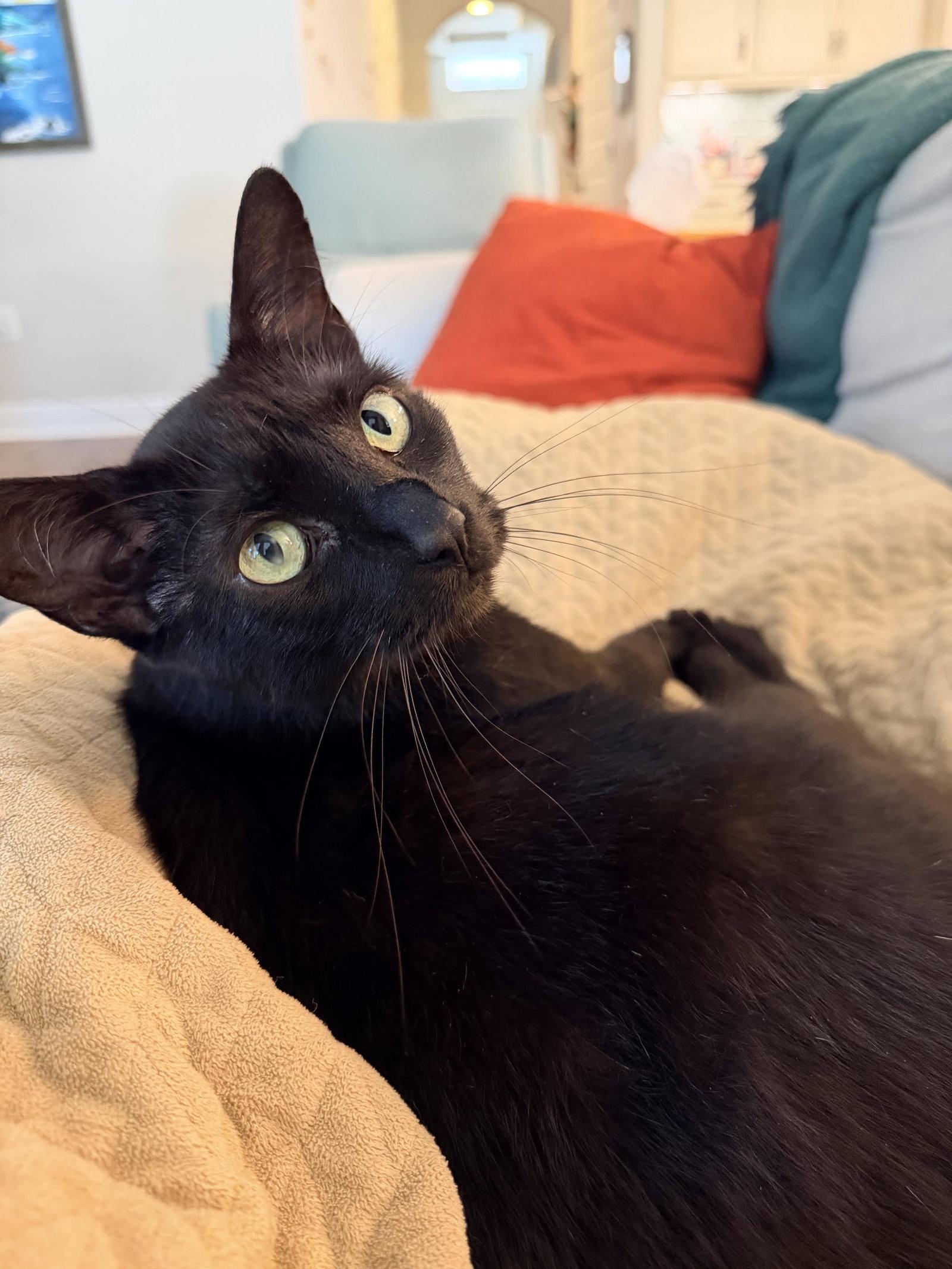 Dane 3.1.24 (From Our Home to Yours), a Adoptable Domestic Short Hair in Apopka, FL image 1/3