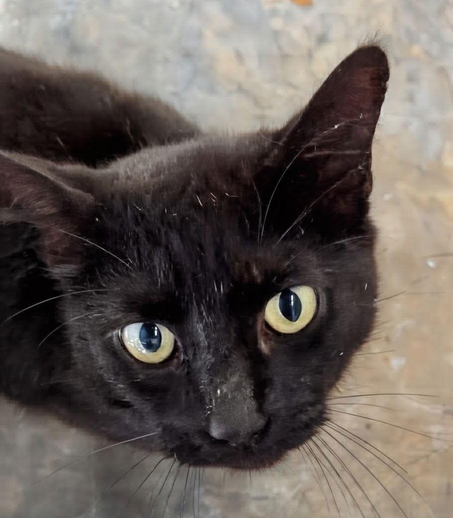 Enlarge Dane 3.1.24, a Adoptable Domestic Short Hair in Apopka, FL image 1/1