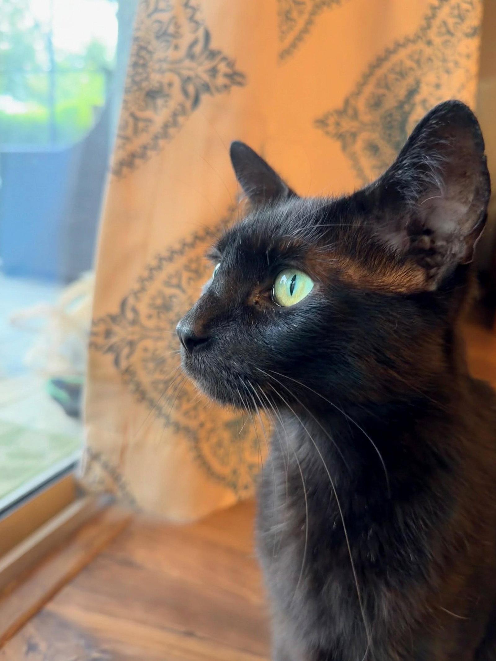 Dane 3.1.24 (From Our Home to Yours), a Adoptable Domestic Short Hair in Apopka, FL image 3/3