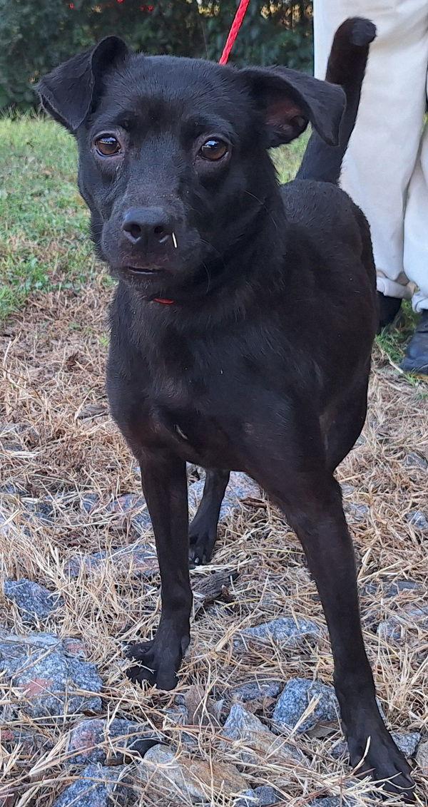 Enlarge 251332  Clarissa, a Adoptable Terrier in Wetumpka, AL image 1/3