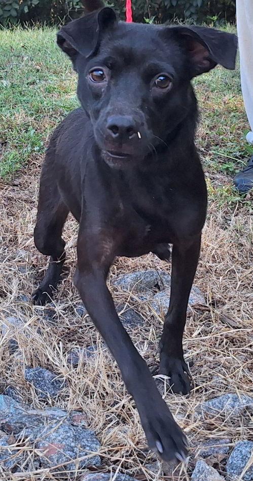 Enlarge 251332  Clarissa, a Adoptable Terrier in Wetumpka, AL image 2/3