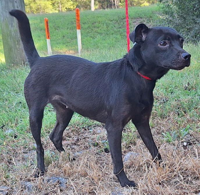 Enlarge 251332  Clarissa, a Adoptable Terrier in Wetumpka, AL image 3/3