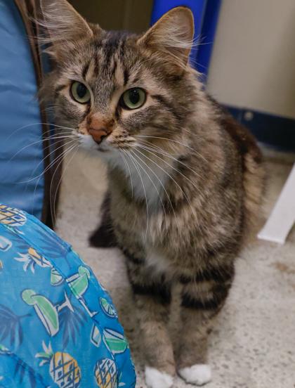 Pretty-Pretty, Adoptable, Adult Female Domestic Long Hair & Domestic Short Hair.