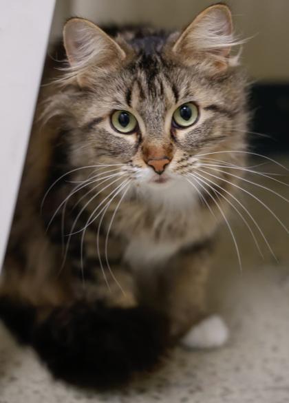 Pretty-Pretty, a Adoptable mixed breed in Baraboo, WI image 3/3