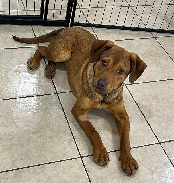 Enlarge Blair Bear, a ADOPTABLE mixed breed in Chelmsford, MA image 1/3