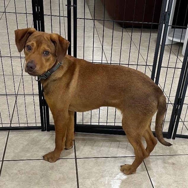 Enlarge Blair Bear, a ADOPTABLE mixed breed in Chelmsford, MA image 2/3