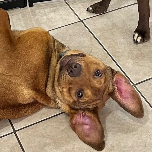 Enlarge Blair Bear, a ADOPTABLE mixed breed in Chelmsford, MA image 3/3