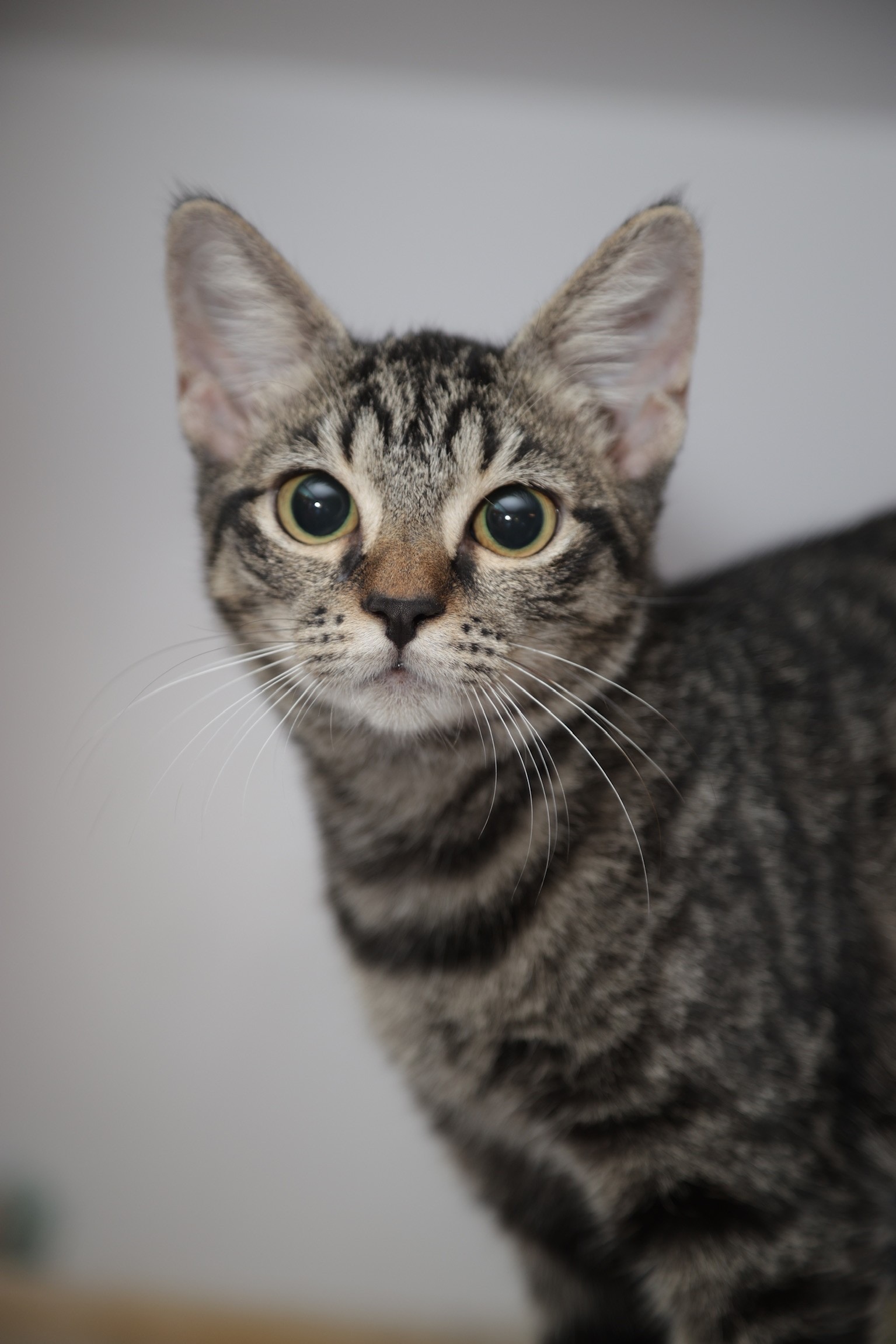 Cat for adoption Kiki, a Domestic Short Hair & Abyssinian Mix in