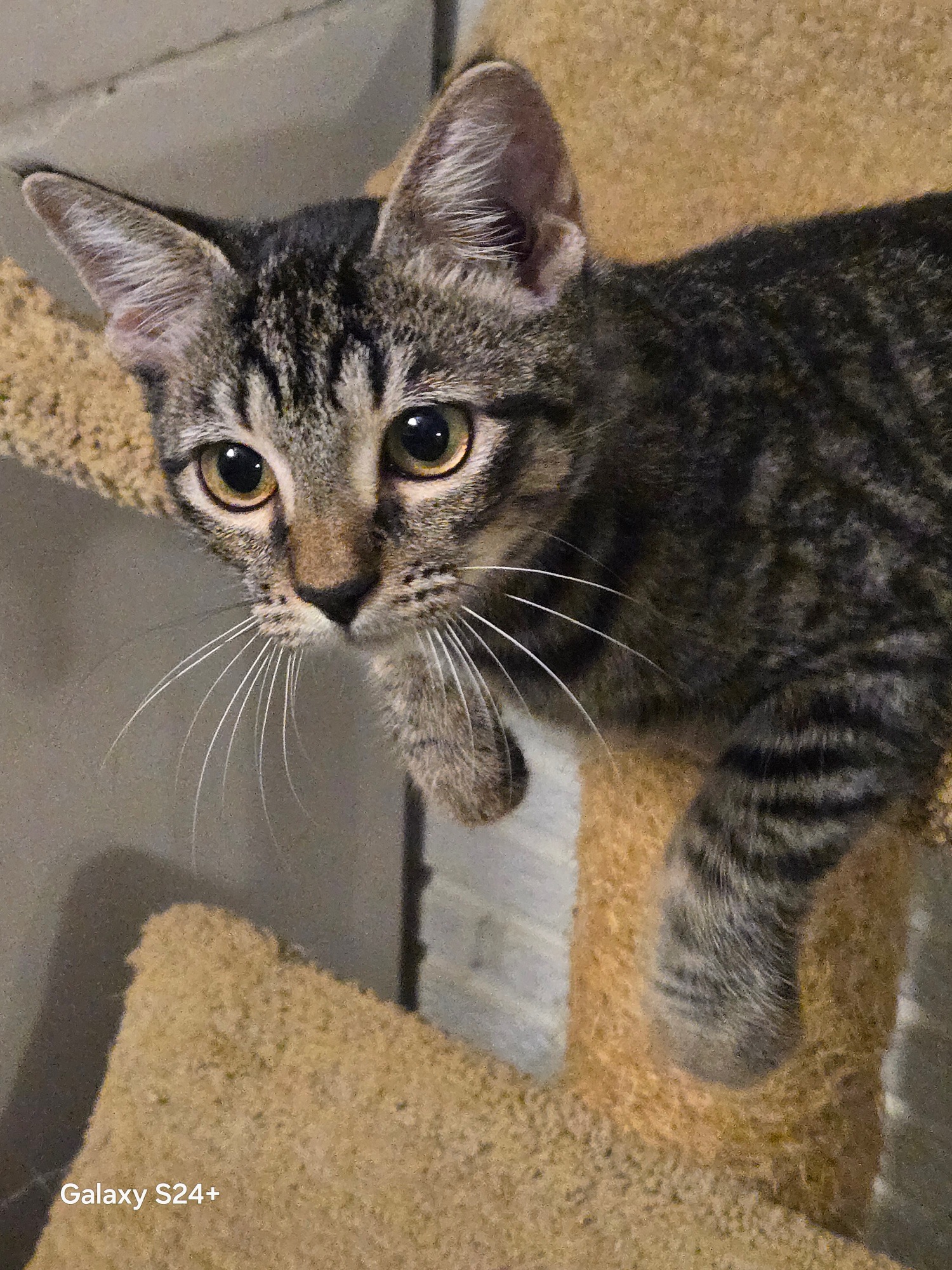 Cat for adoption Kiki, a Domestic Short Hair & Abyssinian Mix in
