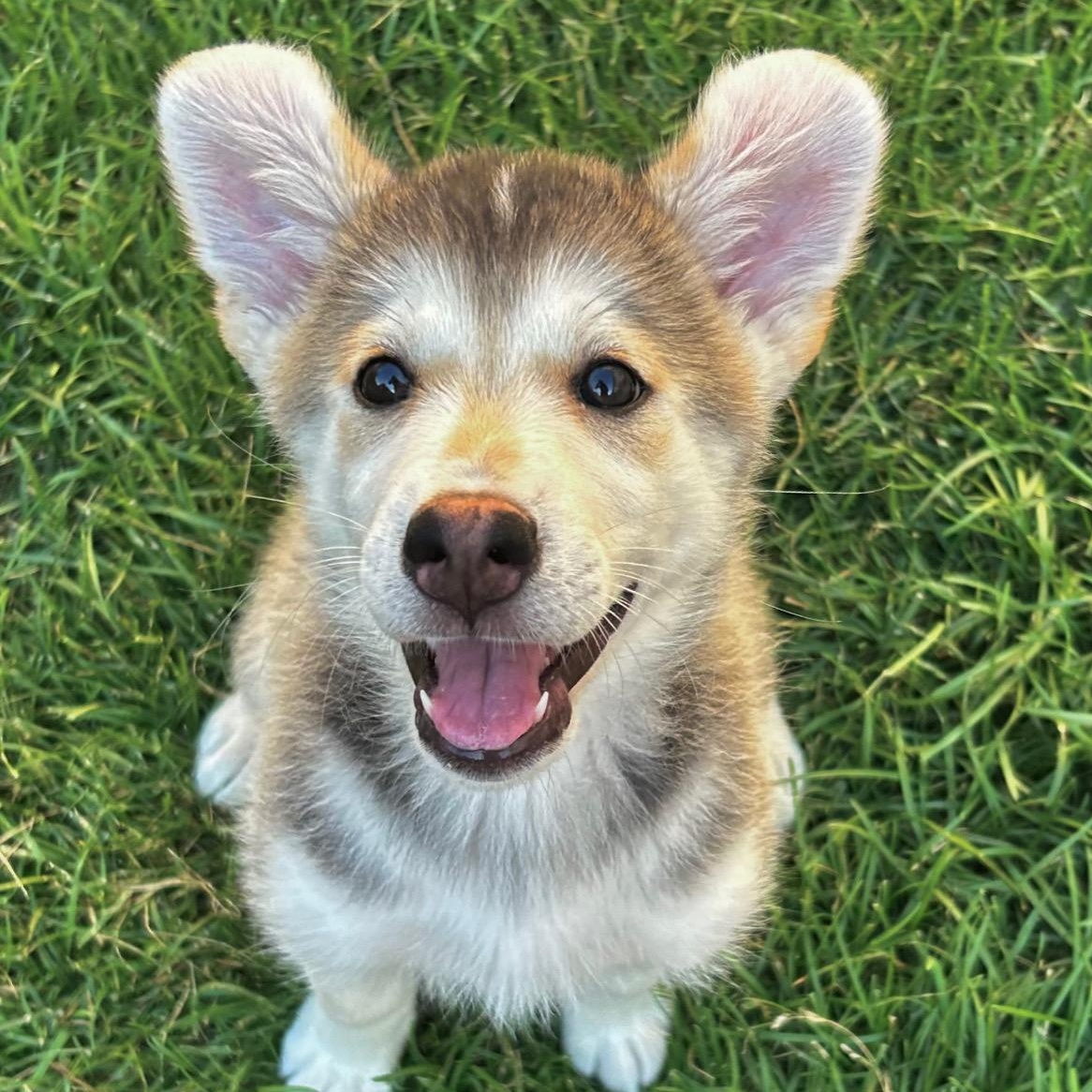 Keesha, a Adoptable mixed breed in Oakville, ON image 1/6