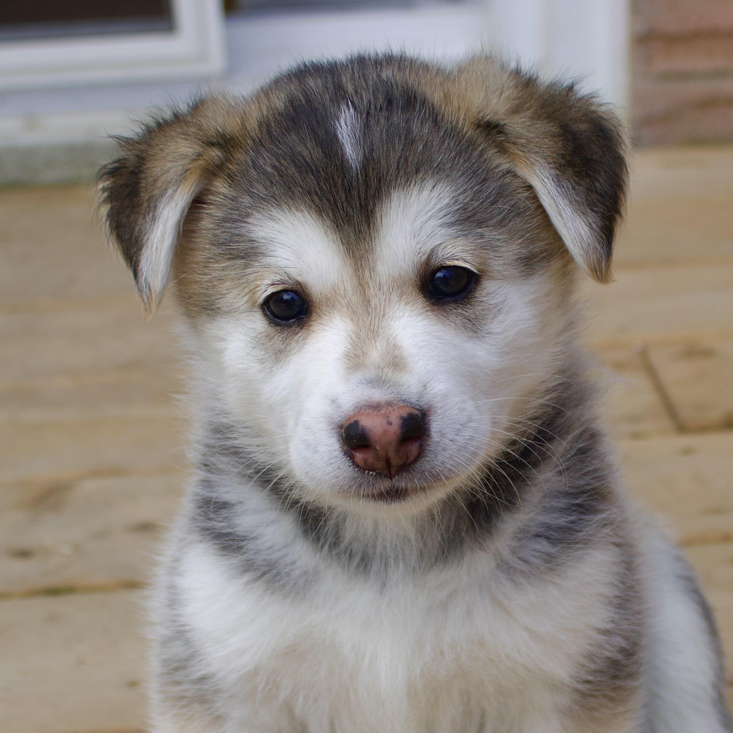 Keesha, a Adoptable mixed breed in Oakville, ON image 4/6