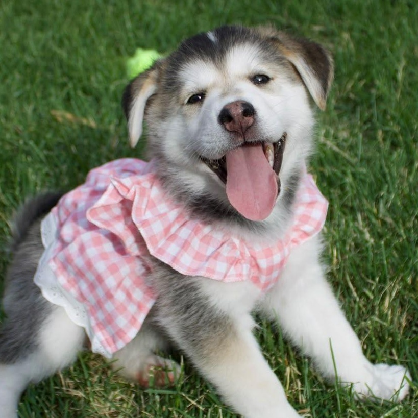 Keesha, a Adoptable mixed breed in Oakville, ON image 2/6