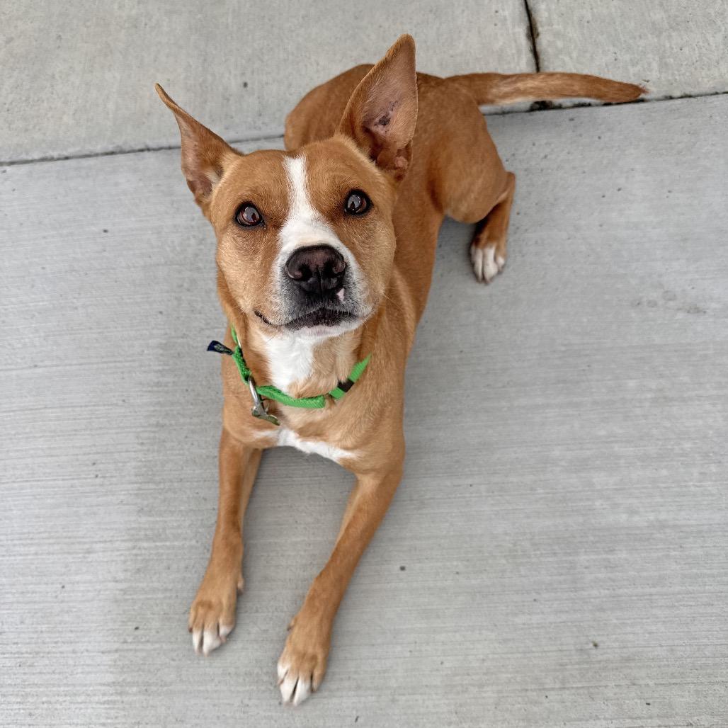 Lalo, Adoptable, Adult Female Mixed Breed.