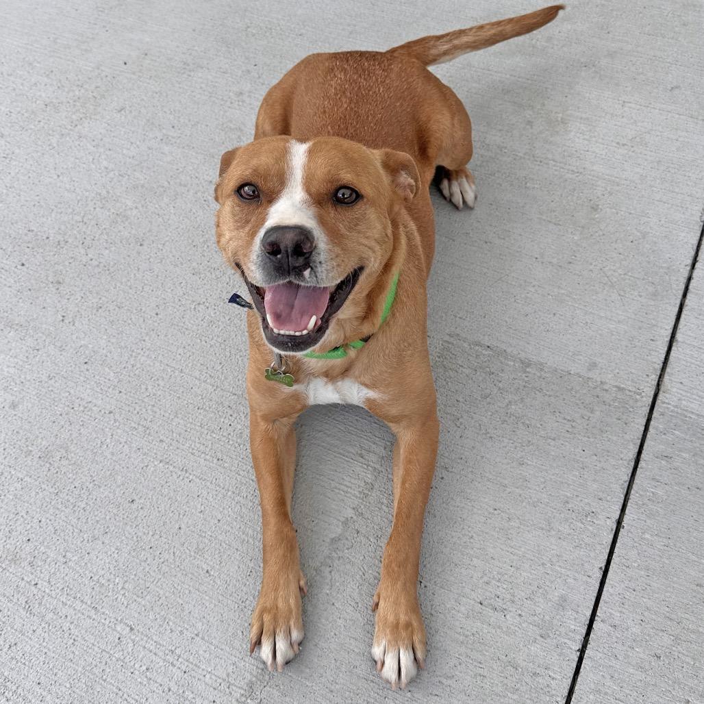 Lalo, a Adoptable Mixed Breed in Hailey, ID image 2/5