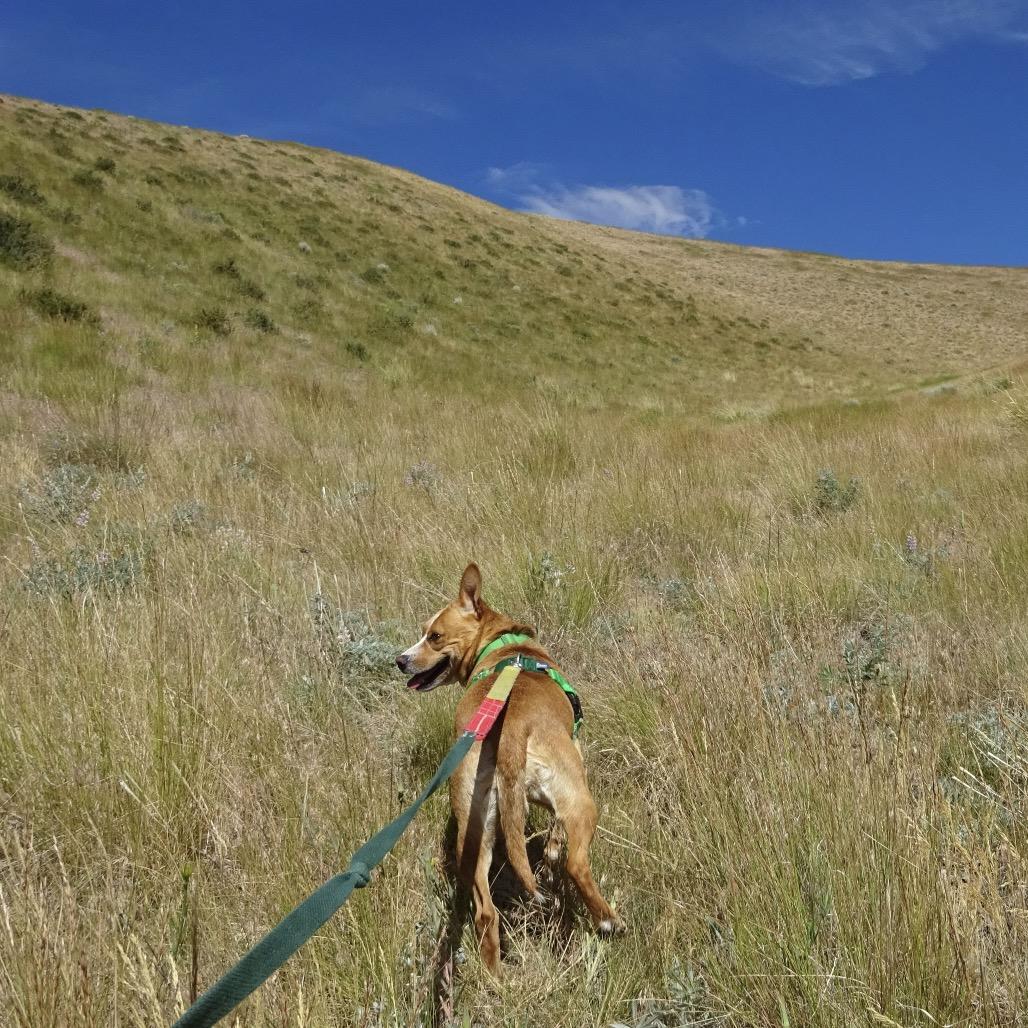 Lolly, a Adoptable Mixed Breed in Hailey, ID image 3/6