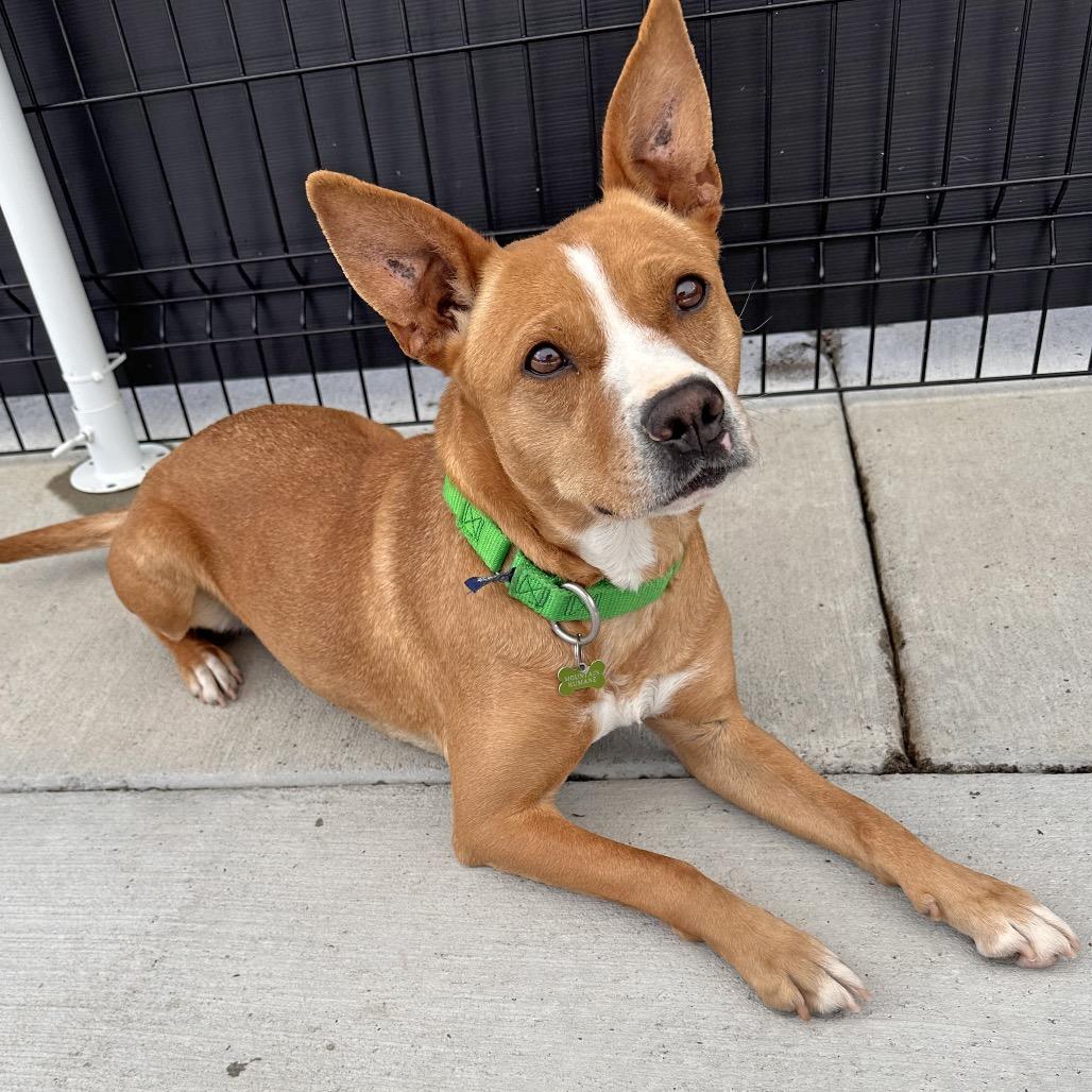 Lalo, a Adoptable Mixed Breed in Hailey, ID image 3/5