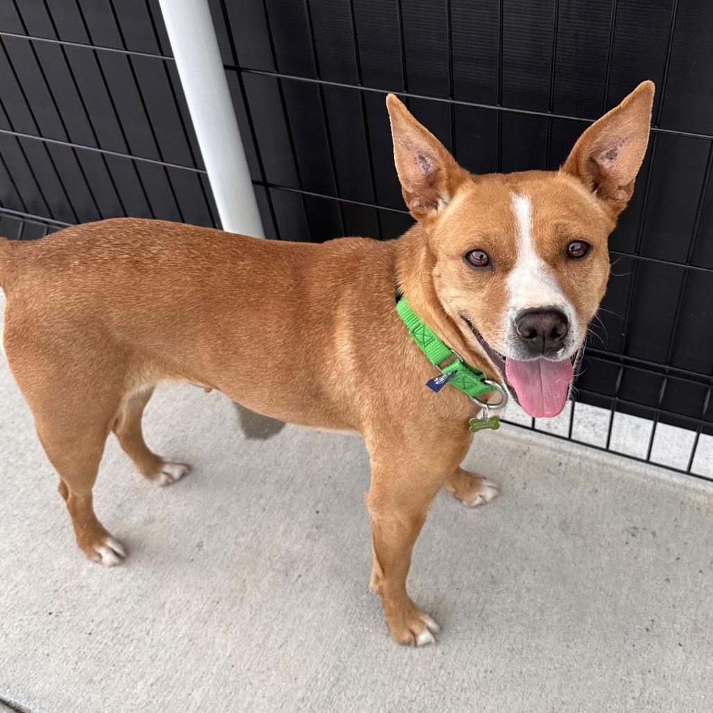 Lalo, a Adoptable Mixed Breed in Hailey, ID image 4/5