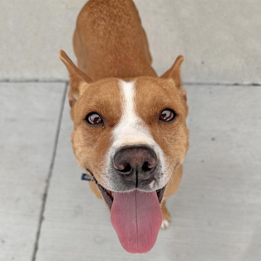 Lalo, a Adoptable Mixed Breed in Hailey, ID image 5/5