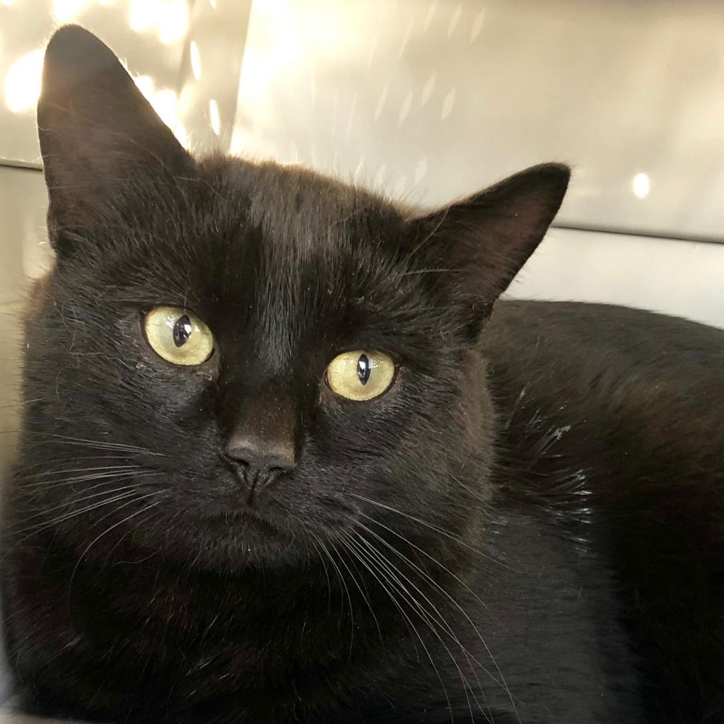 Enlarge Black Jack LaVoie, a Adoptable Domestic Short Hair in Merrifield, VA image 1/6