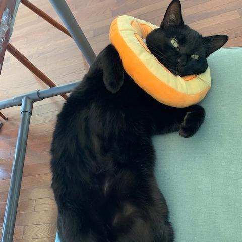 Enlarge Black Jack LaVoie, a Adoptable Domestic Short Hair in Merrifield, VA image 2/6