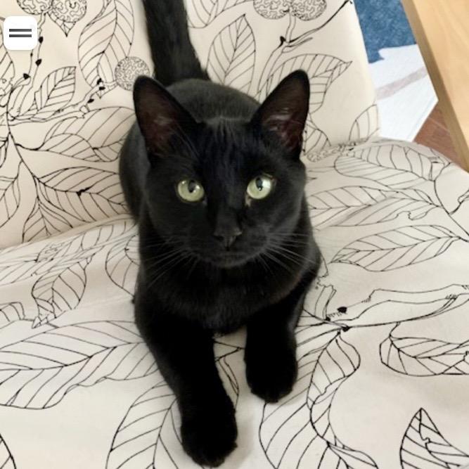 Enlarge Black Jack LaVoie, a Adoptable Domestic Short Hair in Merrifield, VA image 2/6