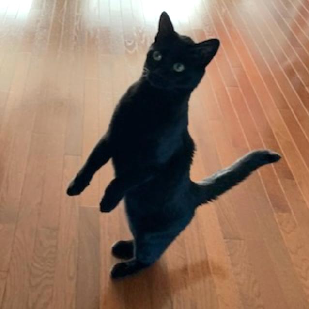 Enlarge Black Jack LaVoie, a Adoptable Domestic Short Hair in Merrifield, VA image 3/6