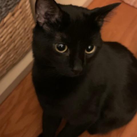 Enlarge Black Jack LaVoie, a Adoptable Domestic Short Hair in Merrifield, VA image 4/6