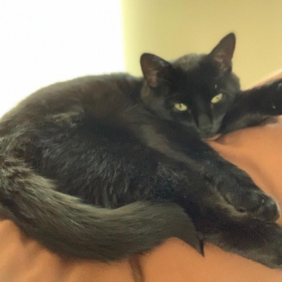 Enlarge Black Jack LaVoie, a Adoptable Domestic Short Hair in Merrifield, VA image 4/6