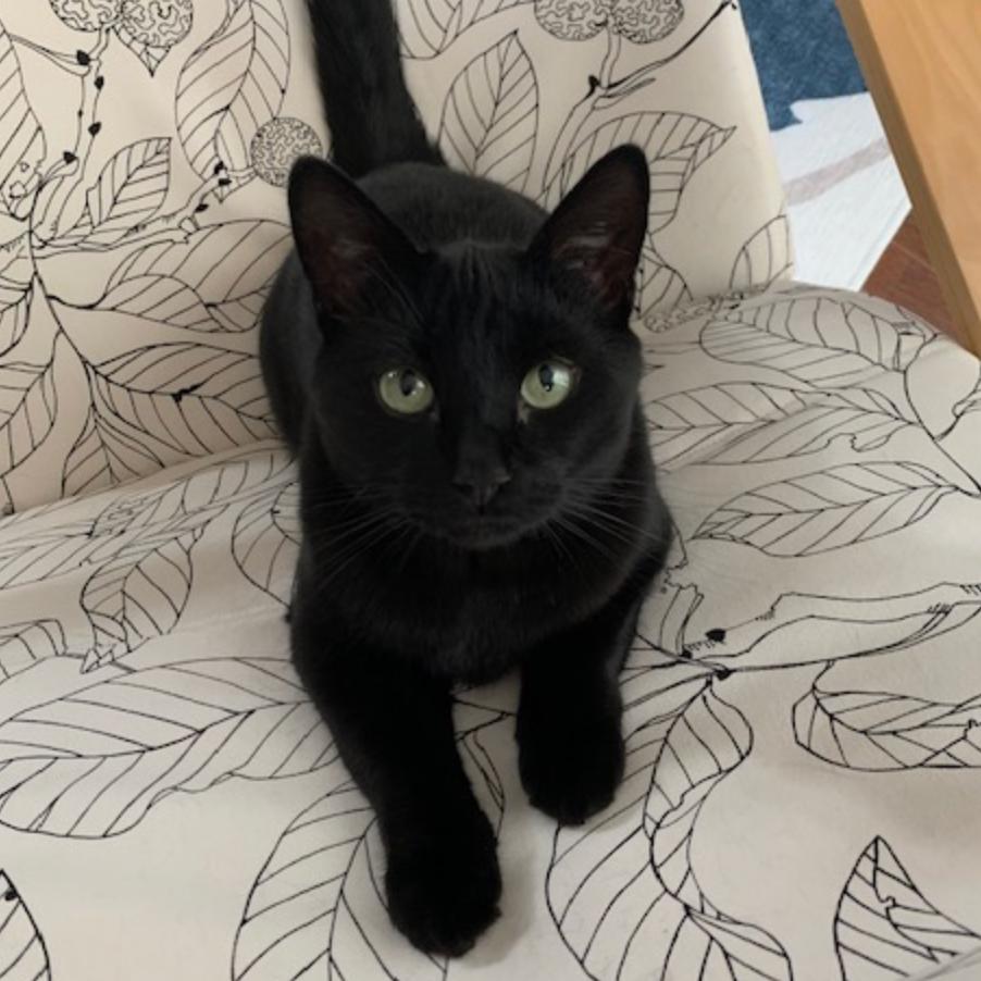 Enlarge Black Jack LaVoie, a Adoptable Domestic Short Hair in Merrifield, VA image 5/6