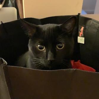 Enlarge Black Jack LaVoie, a Adoptable Domestic Short Hair in Merrifield, VA image 6/6