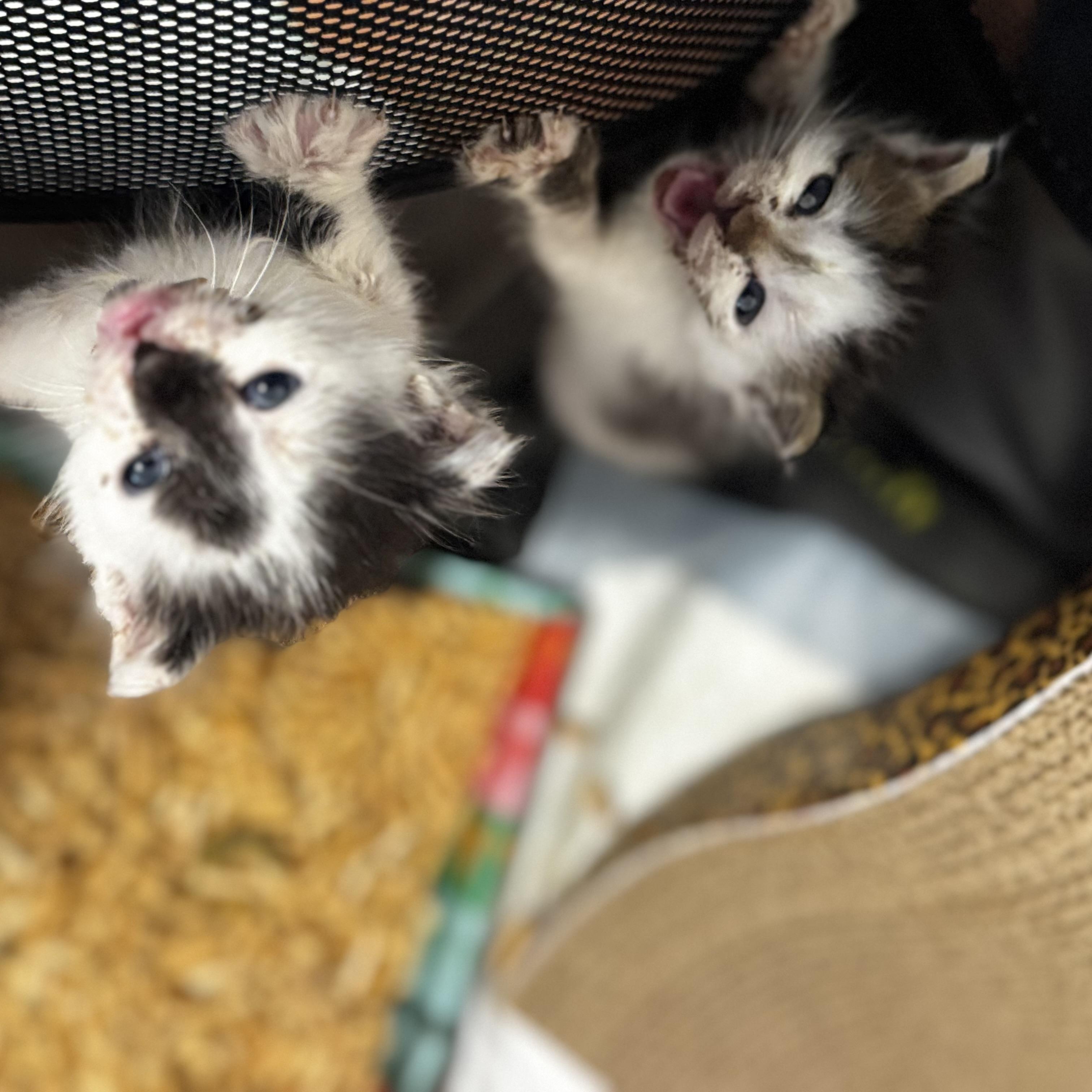 Enlarge Dill, a ADOPTABLE Domestic Short Hair in Miami, FL image 4/4